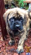 mastiff puppy posted by thelodjics