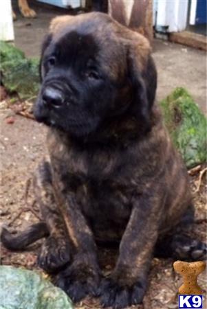 mastiff puppy posted by thelodjics