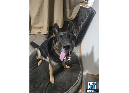 a german shepherd dog lying on a couch