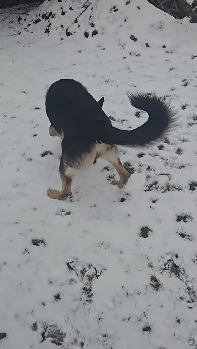 German Shepherd stud dog: Error: Operation returned an invalid status code BadRequest<br/>Stack Trace:    at Microsoft.Azure.CognitiveServices.Vision.ComputerVision.ComputerVisionClient.<DescribeImageInStreamWithHttpMessagesAsync>d__41.MoveNext()
--- End of stack t