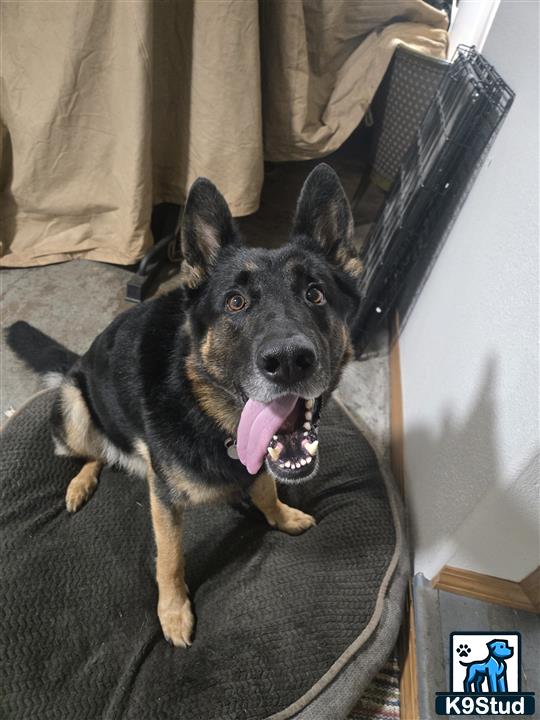 a german shepherd dog lying on a couch