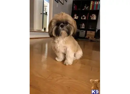 Shih Tzu stud dog: a shih tzu dog sitting on a wood floor