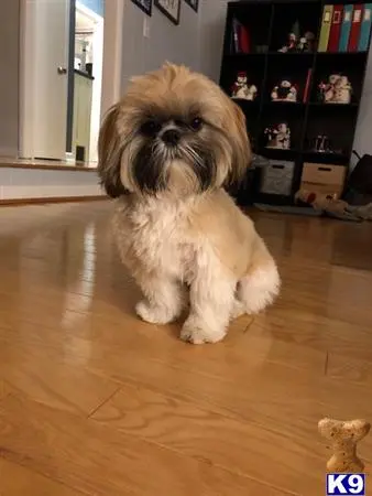 Shih Tzu stud dog: a shih tzu dog sitting on a wood floor