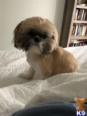 Shih Tzu stud dog: a shih tzu dog sitting on a bed