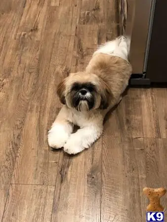 Shih Tzu stud dog: a shih tzu dog lying on the floor