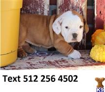 miniature bull terrier puppy posted by theodoresidoline