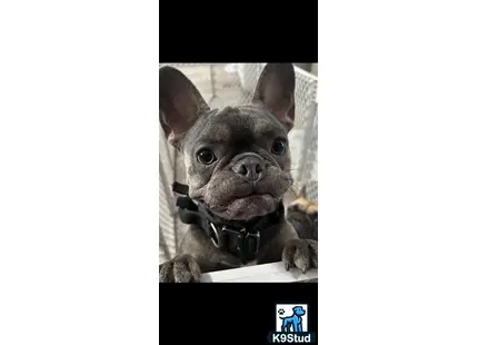 a french bulldog dog with a collar