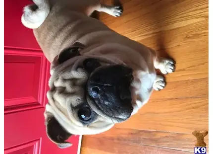 Pug