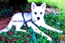alaskan klee kai puppy posted by thepuppyworld