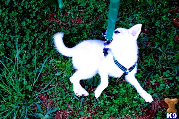 Alaskan Klee Kai dog