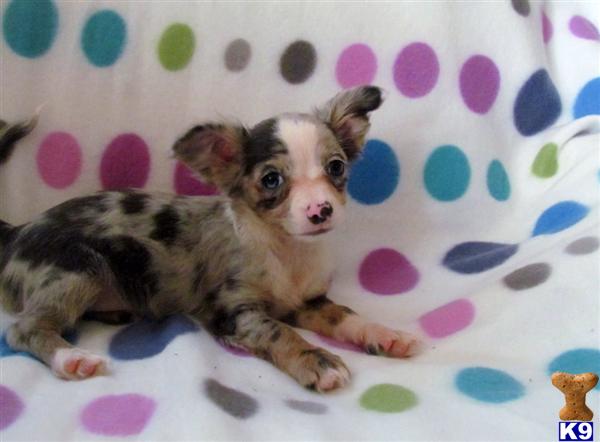 Chihuahua Puppy For Sale Ckc Blue Merle Chihuahua Puppy Long