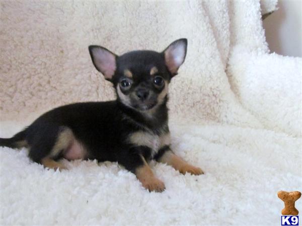 How To Register My Puppy As A Service Dog How To Register My Puppy As A Service Dog
