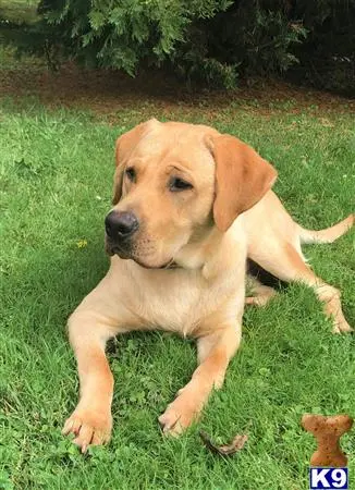 Labrador Retriever stud dog