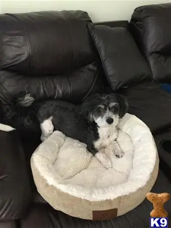 Havanese stud dog