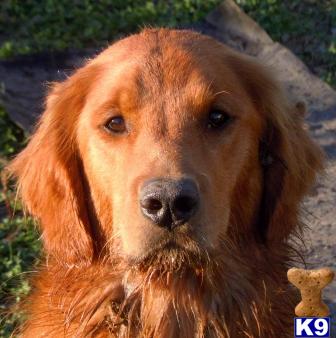 golden retriever bloodlines golden retriever stud beautiful stud with chion bloodlines 7 years golden retriever bloodlines golden retriever stud beautiful stud with chion bloodlines 7 years