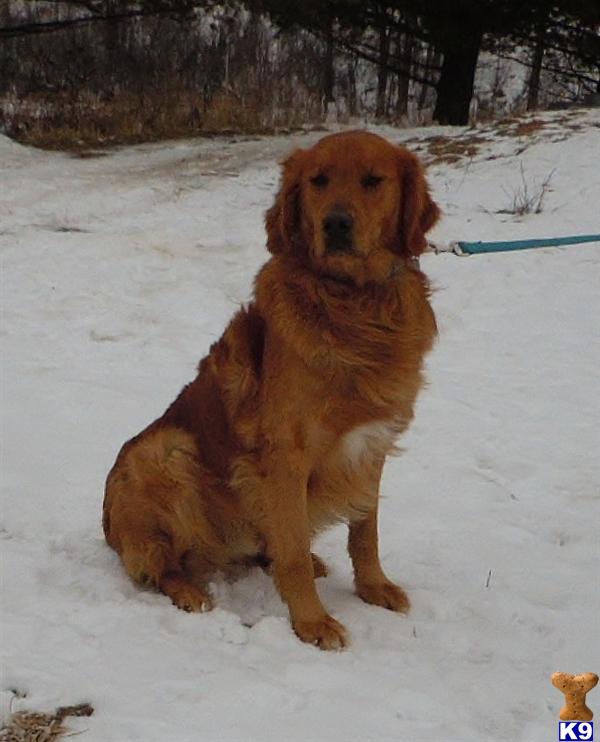 golden retriever bloodlines golden retriever stud beautiful stud with chion bloodlines 7 years golden retriever bloodlines golden retriever stud beautiful stud with chion bloodlines 7 years