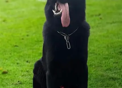 German Shepherd dog