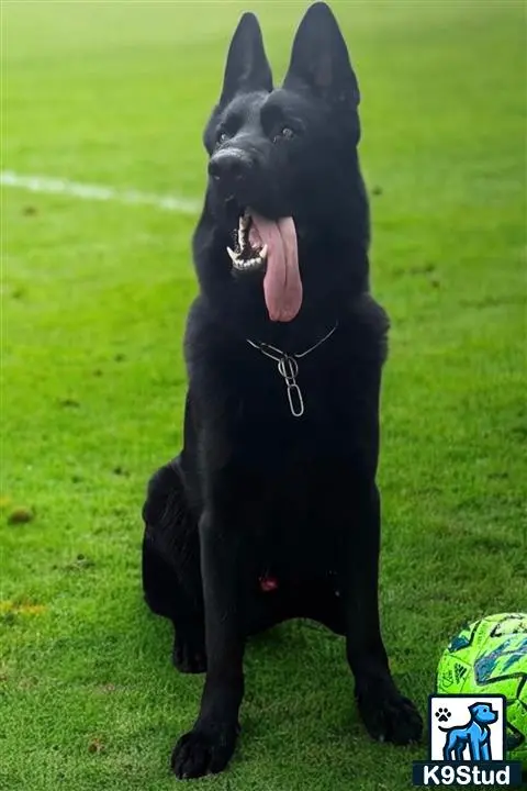 German Shepherd