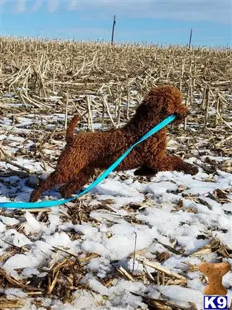 Poodle stud dog