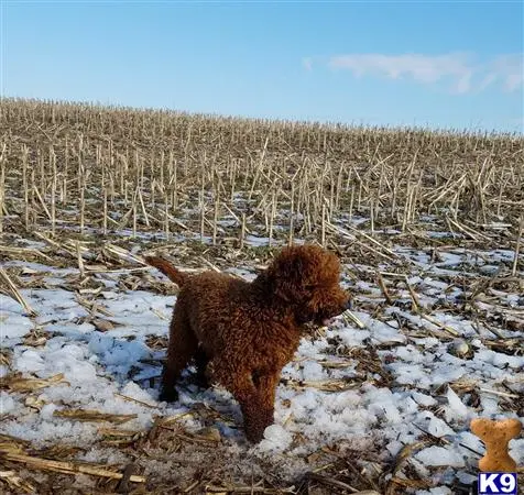 Poodle stud dog