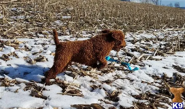 Poodle stud dog