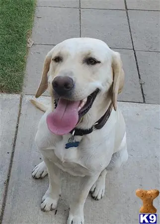 Labrador Retriever stud dog