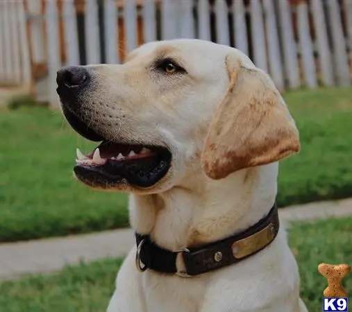 Labrador Retriever stud dog