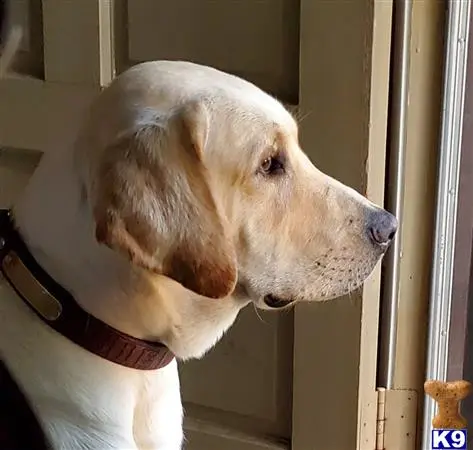 Labrador Retriever stud dog