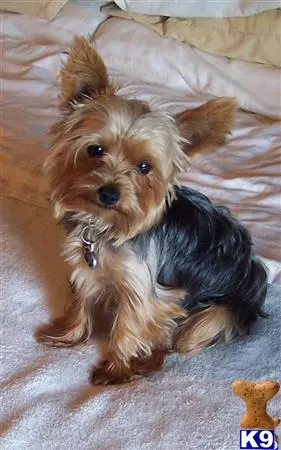 Yorkshire Terrier stud dog