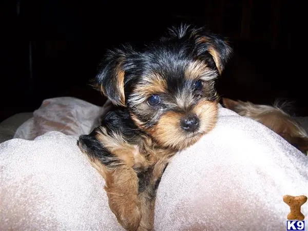 Yorkshire Terrier stud dog