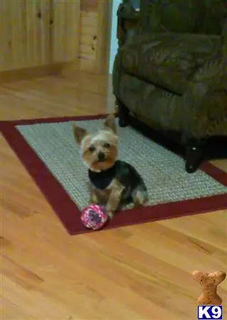 Yorkshire Terrier stud dog