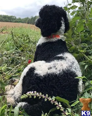 Poodle stud dog