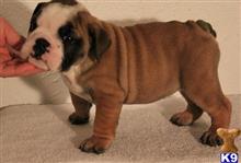 english bulldog puppy posted by thomasjason