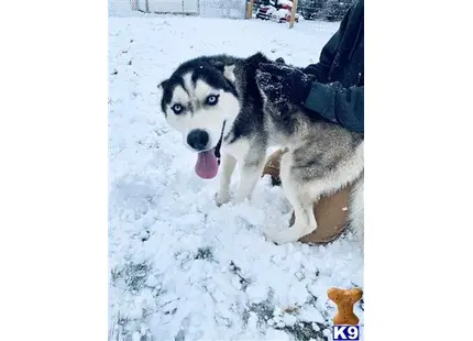 Siberian Husky