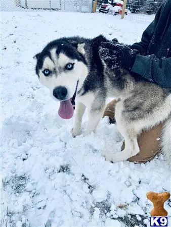 Siberian Husky stud dog