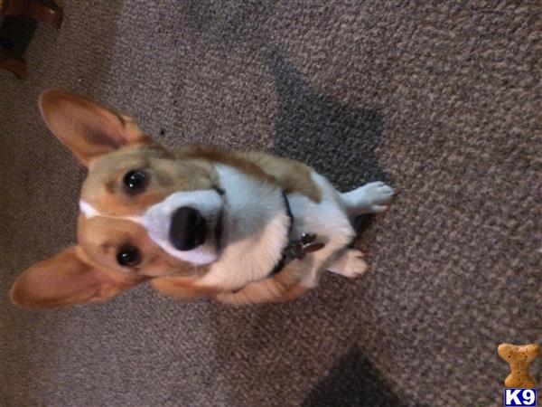 a pembroke welsh corgi dog lying on the floor