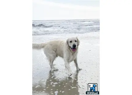 a white golden retriever dog on a beach