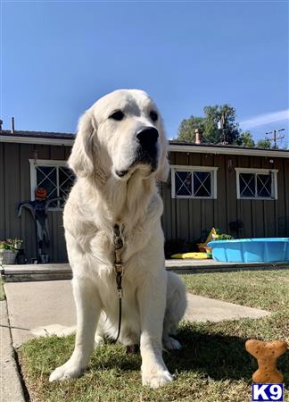 a white golden retriever dog with a stick in its mouth