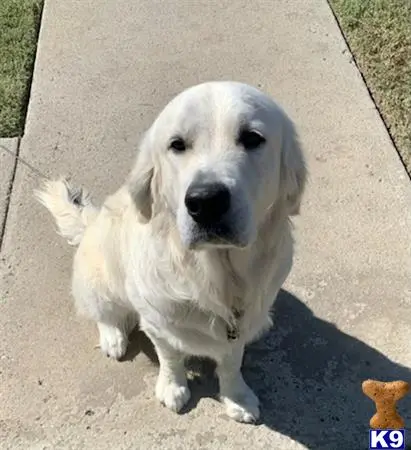 Golden Retriever stud dog