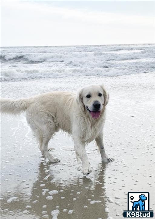 a white golden retriever dog on a beach