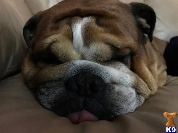 English Bulldog stud dog