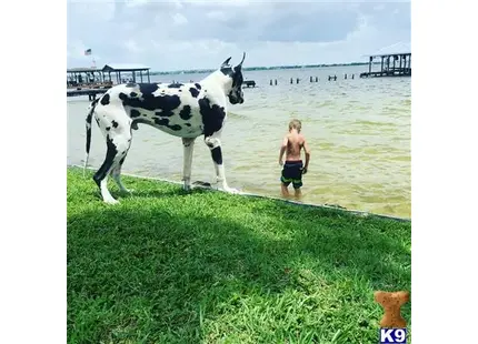 Great Dane