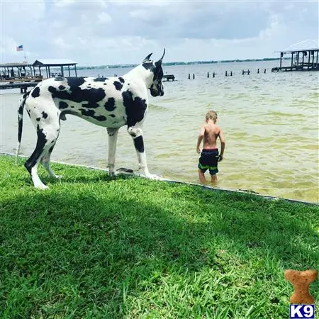 Great Dane stud dog