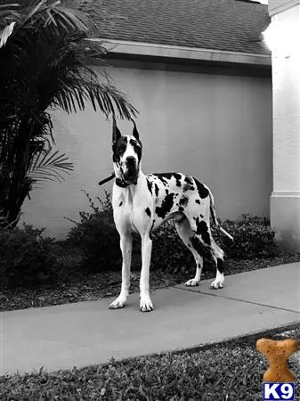 Great Dane stud dog