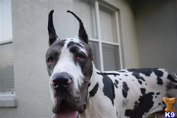 Great Dane stud dog