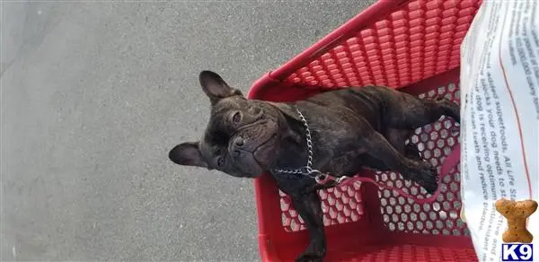 French Bulldog stud dog