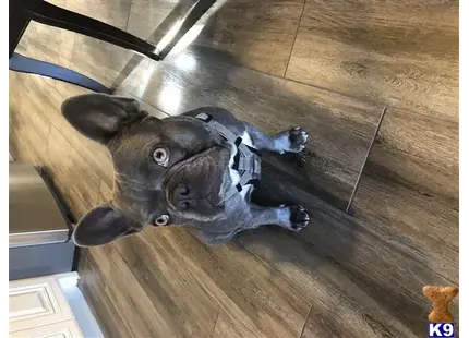 a french bulldog dog lying on the floor