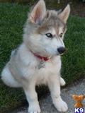 wolf dog puppy posted by thumperswolves