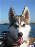 wolf dog puppy posted by thumperswolves