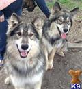 wolf dog puppy posted by thumperswolves